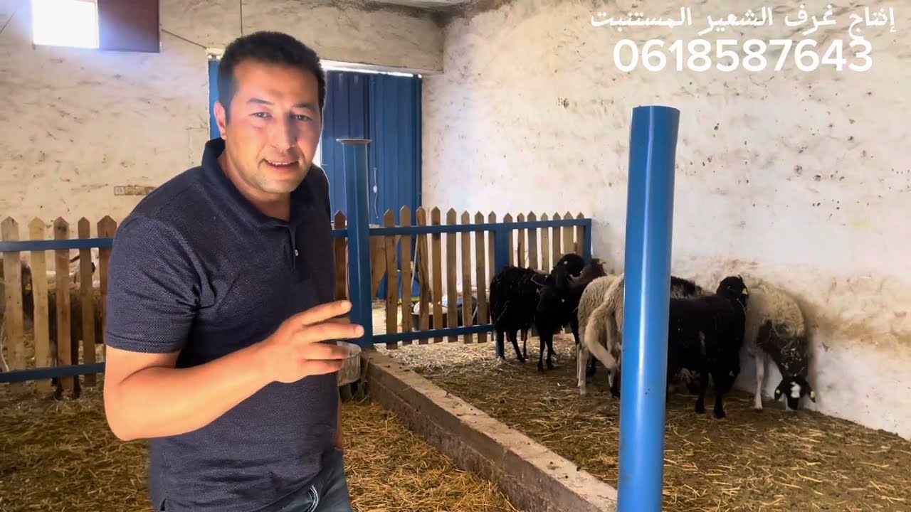 أحسن مشروع مزرعة أغنام 🐏 تربية  سلالة الدمان وغرفة إنتاج الشعير المستنبت 🌱