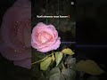 Калб ойнамиз тоза гузал булсин❤️ #vlog #trending   #rek    #humor#travel