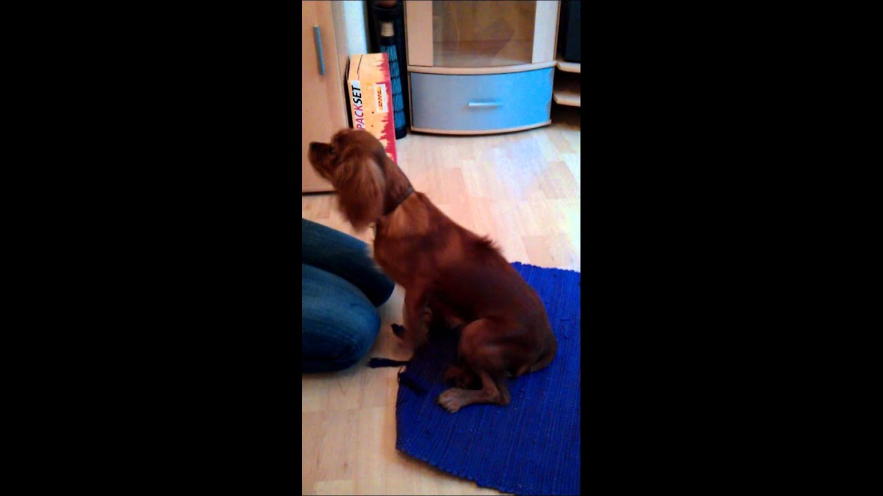 Cavalier King Charles Spaniel "Cooper" showing his tricks