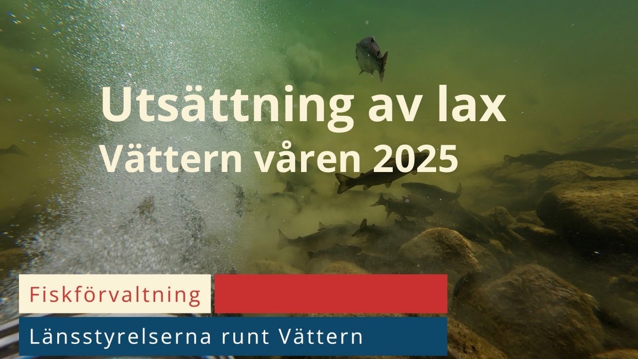 13 000 friska Klarälvslaxar får prova friheten i Vättern. Utsättning av lax i Vättern 2025.