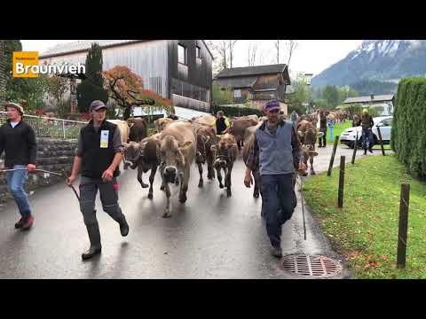 Aufmarsch der Kühe vom Betrieb Schneider zur Lehr- und Leistungsschau in Egg, Oktober 2017