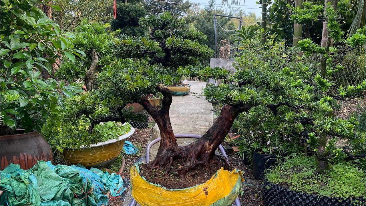 Red-tipped Diamond Pine grafted to a mature tree | Contact