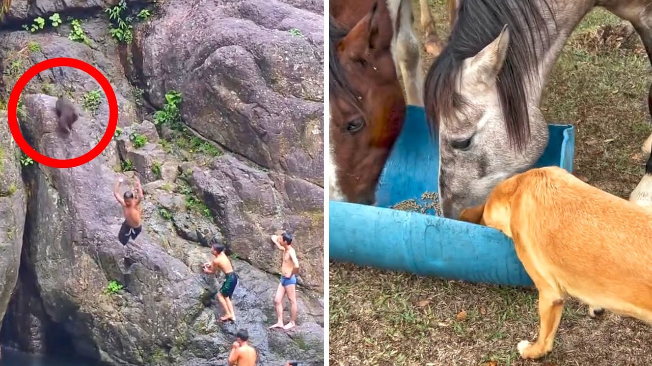 Rowdy Monkey Charges Swimmers in a Hilarious Encounter! 🐒🌊 