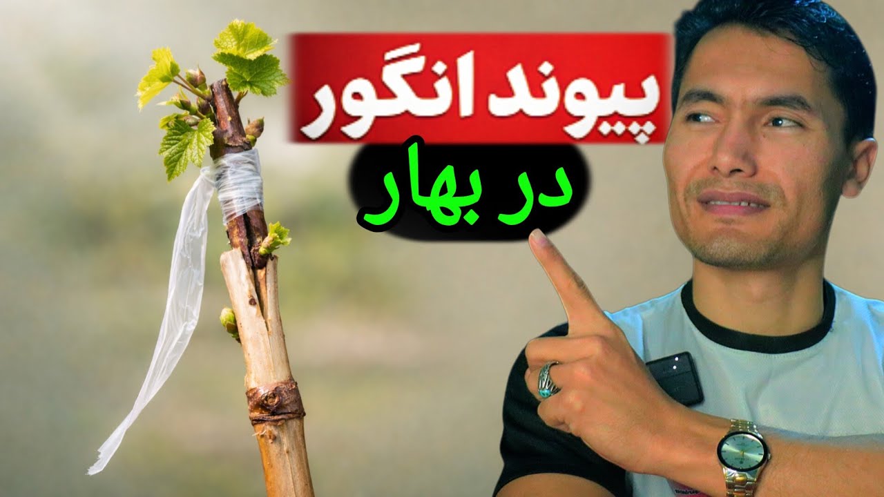آموزش پیوند انگور_ در بهار | تا دیر نشده اقدام کن #باغبان_آزاد #قربان_آزاد