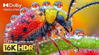 Impossible OLED HDR Quality | 16K Dolby Vision 120fps | Nature Relax (8K/4K Video TV)