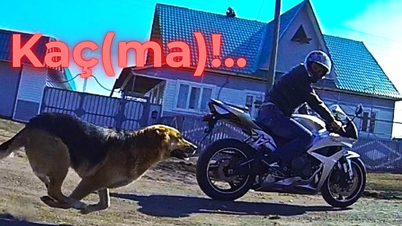 Köpekler Bisikletlilere ve Taşıtlara, Özellikle Motosikletlere Niçin Saldırır? Ne Yapıl(ma)malı?