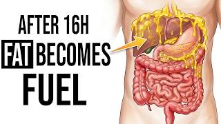 What 16 Hours of Fasting Actually Does to Your Cells Hour by Hour