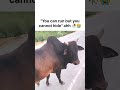 Did bro ragebaited the bull? 😭 #memes #shorts #ragebait