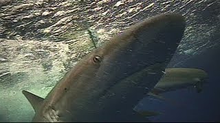 Hawaii Sharks Feeding Frenzy