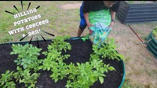 HILLING THE POTATOES WITH CEECEEG & BEN! #gardening #hilling #potatoes #spuds #soil #garden