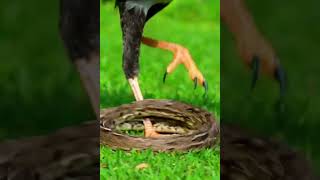 The Ultimate Snake Hunter! 🐍 Secretary Bird vs. Snake 🦅