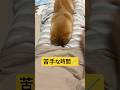 苦手な事も楽しい時間に🌟#柴犬 #豆柴 #shibainu #犬のいる暮らし #shorts