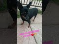 #youtubeshorts #likesforlike #pets #petsfofinhos #cachorro #animais #petlover #amoraosanimais