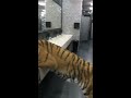Тигр на водопое в общественном туалете 🤦🏻‍♀️😱😉