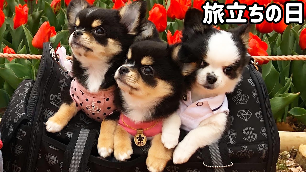 ご報告 可愛い子犬とお別れ Chihuahua チワワ Dog Youtube ご報告 可愛い子犬とお別れ Chihuahua チワワ Dog Youtube