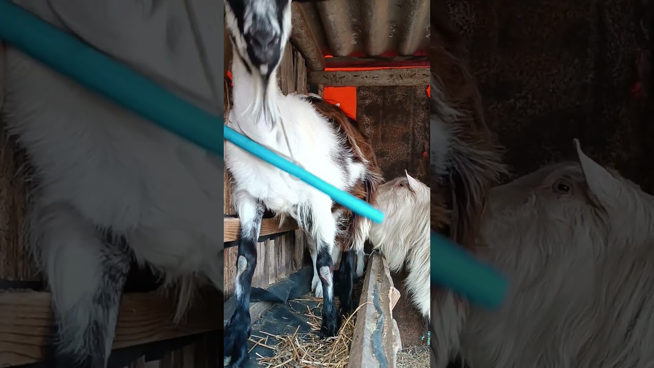 billy goat harassing little mama🐐