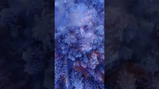 #18 🎻 Vivaldi’s Eternal Collection | Four Seasons & Baroque Splendor