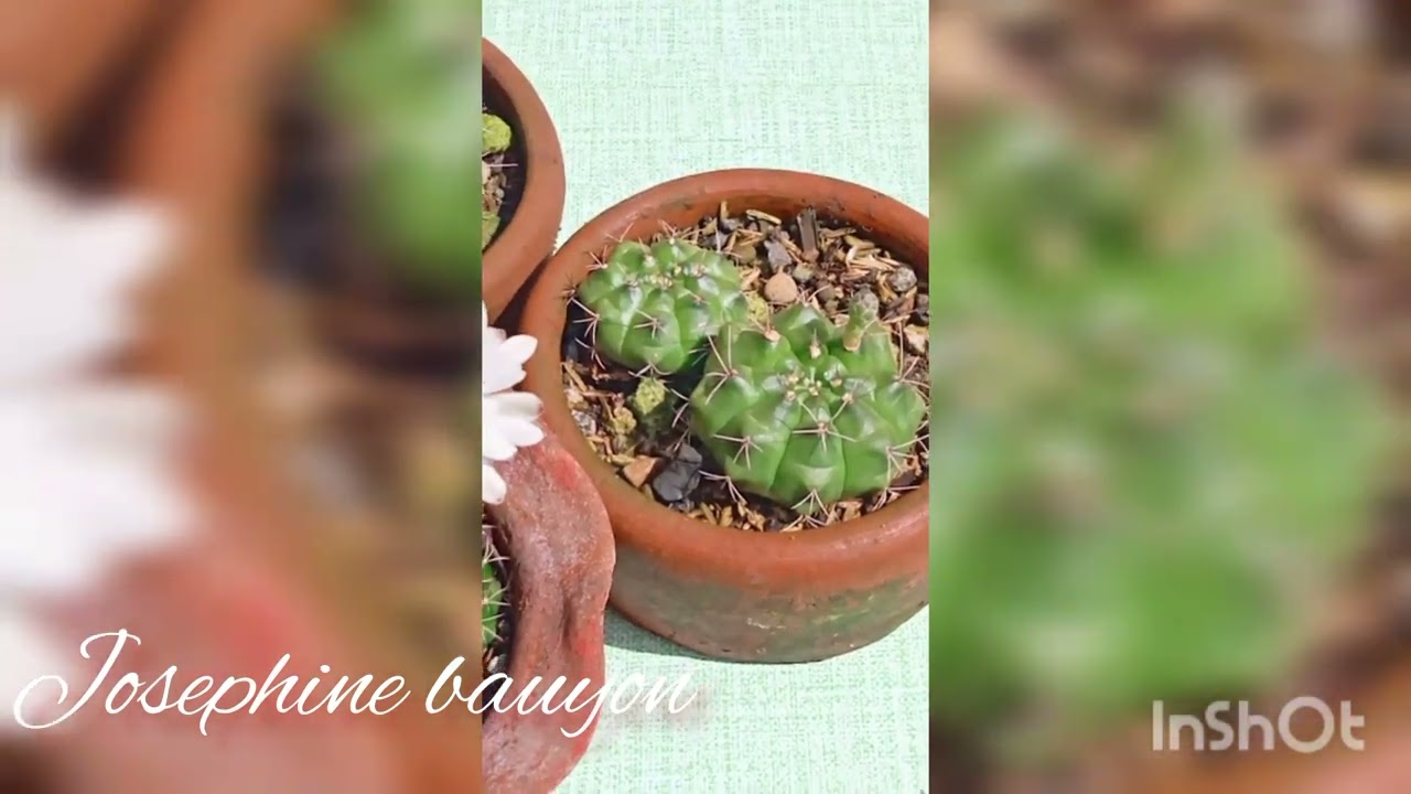 Flex ko lang mga,flower Ng cactus,at Stingky