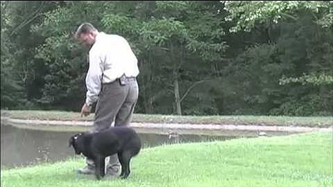 CanadaPets Video Series - Tri Tronics Dog Basic Training Part 2 of 2