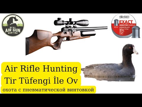 Air Rifle Coot Hunting Qaşqaldaq Ovu