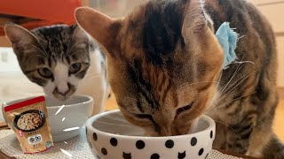 【コンビニ限定の猫ごはん】アイシアの金缶プレミアム まぐろ