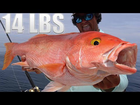 RECORD YELLOWEYE (silk) SNAPPER? {Catch, Clean, Cook} - YouTube