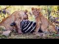 Big five blitz - SafariLIVE Sunset - 26 June 2026
