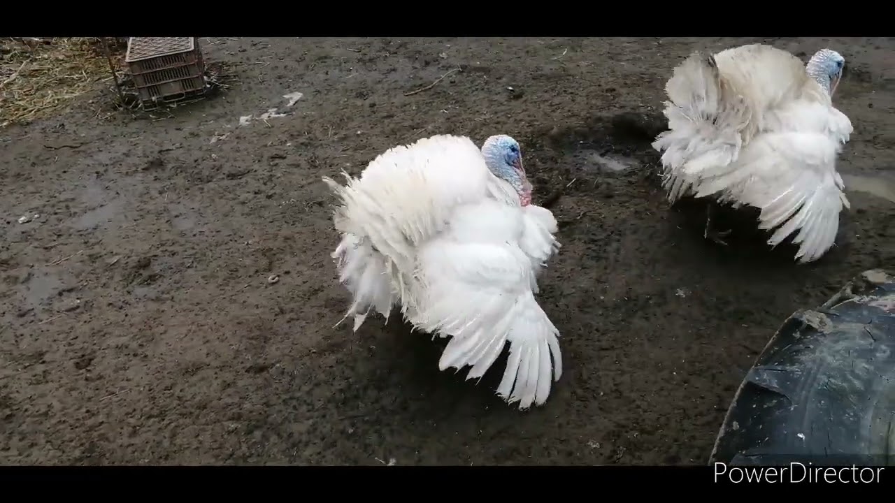 Вес белых-широкогрудых индюков.