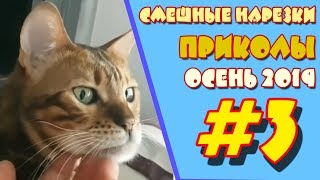 Смешные нарезки. Приколы. Осень 2019. #3