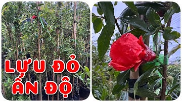 Cây Lựu đỏ Ấn Độ cây choai | 0386569374 - Ngọc Ngân Bến Tre | Chuyên cây độc lạ