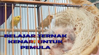 BELAJAR TERNAK KENARI DI SANGKAR GANTUNG UNTUK PEMULA