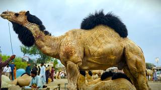 Most Beautiful Camel Breeds in the world