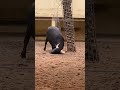 Bull Saves a Turtle&#39;s Life