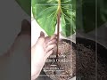 Alocasia New Gunea Gold (Sente Gold) live plant. www.okanoka.com get yours now