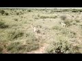 Kalahari Drone Footage Of Mabula PRO Safaris 