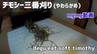 【デグー成長日記#33】三番刈りのやわらかチモシーモグモグ動画 degu eat soft timothy