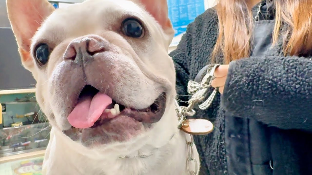 【決断】愛犬ボス10歳の手術の日が確定しました！！