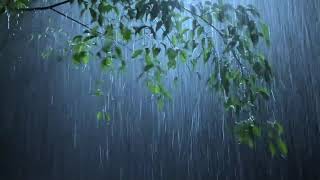 Beat Insomnia in 10 Minutes with Heavy Rainstorm and Menacing Thunder Sounds in Rainforest at Night