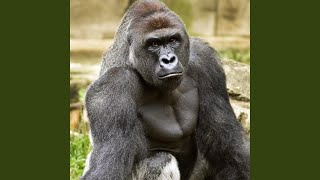 Harambe Didn't Kill Himself
