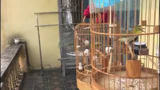 Pleci Bustomi Gacorcocok Untuk Masteran