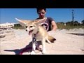 Fennec foxs first time at the beach