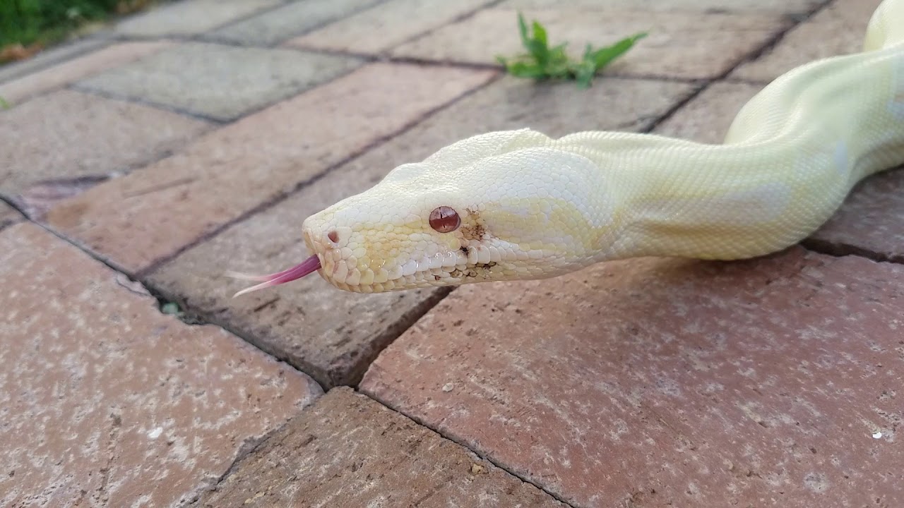 camera iphone 8 plus apk My girl Katie enjoying a little bit of sun ( albino redtail boa)
