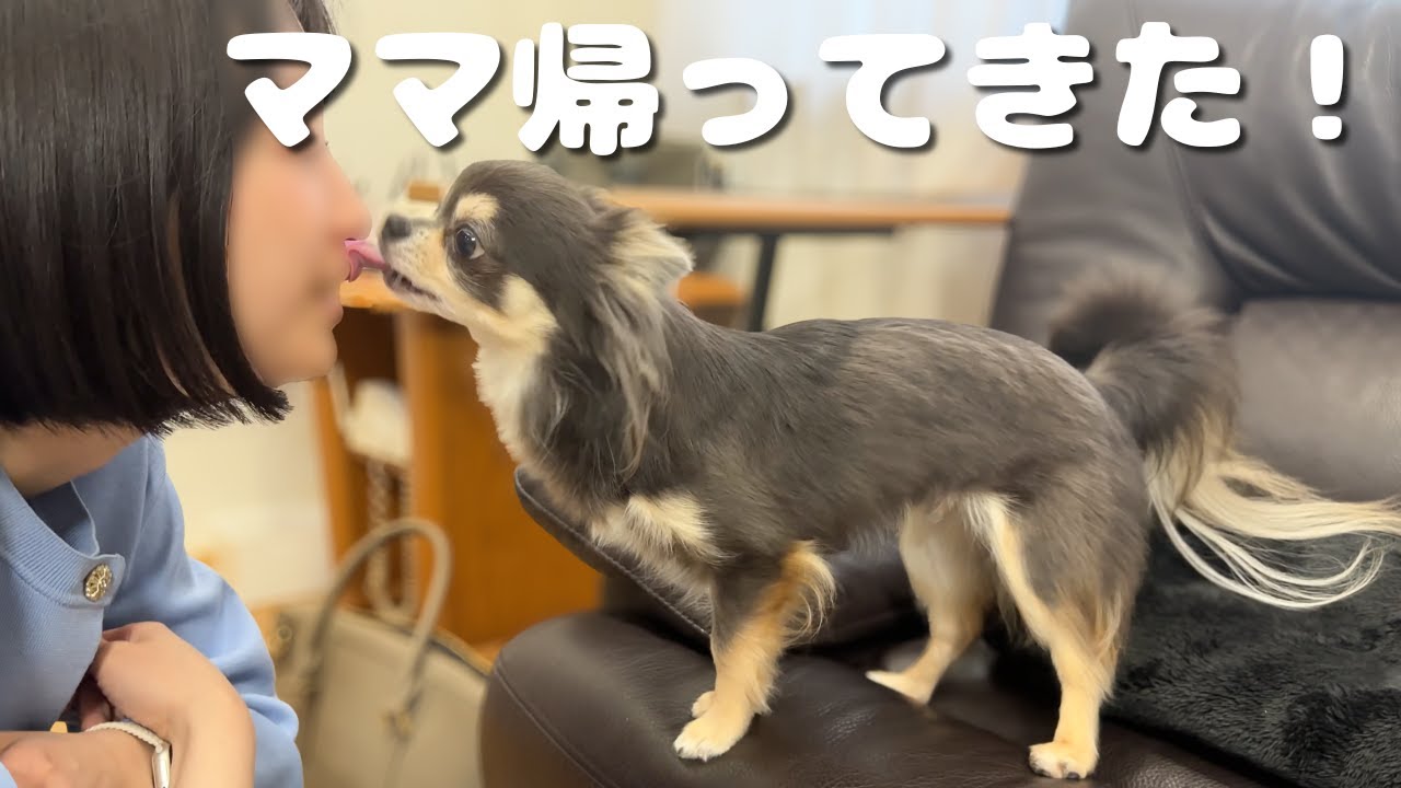 旅行帰りのママを歓迎のキスでお迎えするツンデレチワワ
