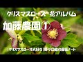 花アルバム 加藤農園①