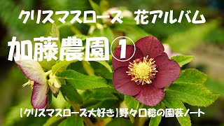 花アルバム 加藤農園①