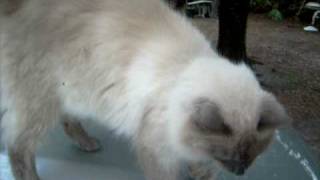 Balinese Seal Point Wants Attention