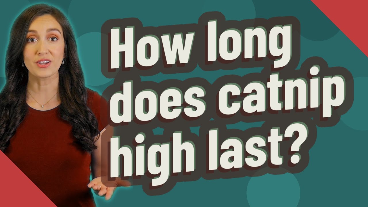 How Long Does Catnip High Last YouTube how-long-does-catnip-high-last-youtube