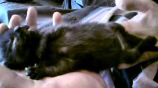 Cute kitten twitching while sleeping Wealth
