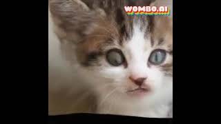 Cat / kat op Wombo app