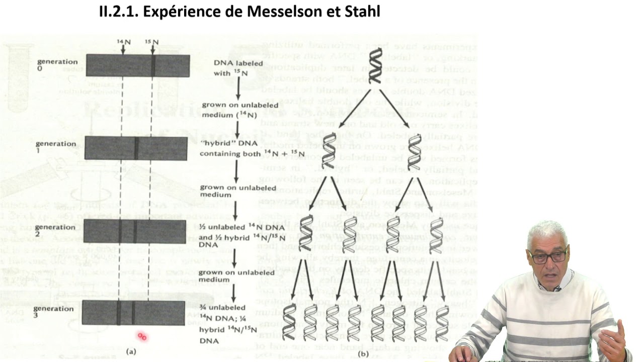 Cours N° 12: Génétique moléculaire - L'ADN: Réplication